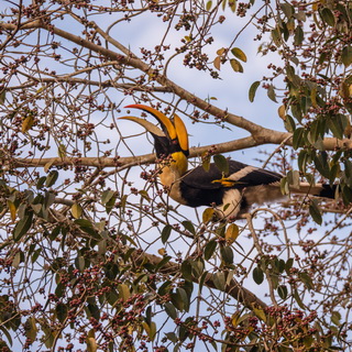 Valparai - Dubbelhoornige neushoornvogel
